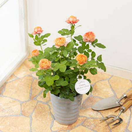 母の日に贈るバラの鉢植え 母の日プレゼント ギフト特集22 イイハナ