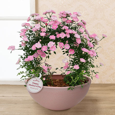 母の日に贈るバラの鉢植え 母の日プレゼント ギフト特集22 イイハナ 並び順 価格 安い順