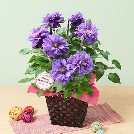 イイハナ 母の日 鉢植え クレマチス 花園 花のプレゼント ギフト