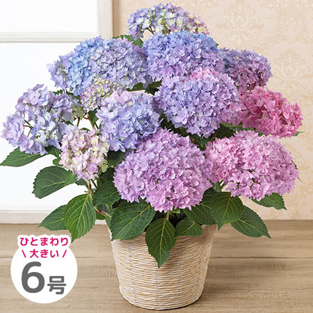 母の日　鉢植え「プレミアムアジサイ　イルミリス～6号～」