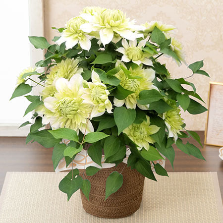 母の日　鉢植え「クレマチス　花園」