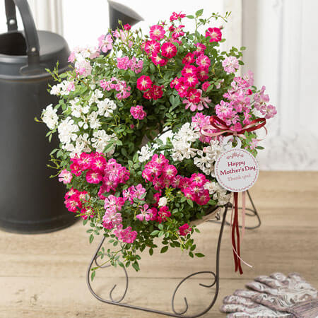 母の日　鉢植え「Welcome　Rose」
