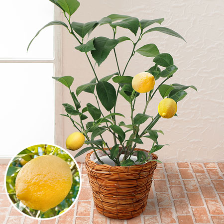 鉢植え「おうち果樹園　レモン」