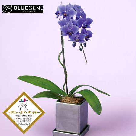 母の日　鉢植え「世界で初めての青色コチョウラン　BLUEGENE（R）」