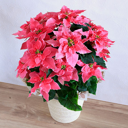 商品名【真夜】華やか！ポインセチアとローズのクリスマスリース* 冬リース 商品名真夜華やか！❤ポインセチアとローズのクリスマスリース* 冬