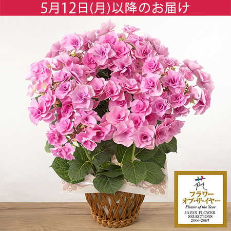 母の日　鉢植え「アジサイ　フェアリーアイ」
