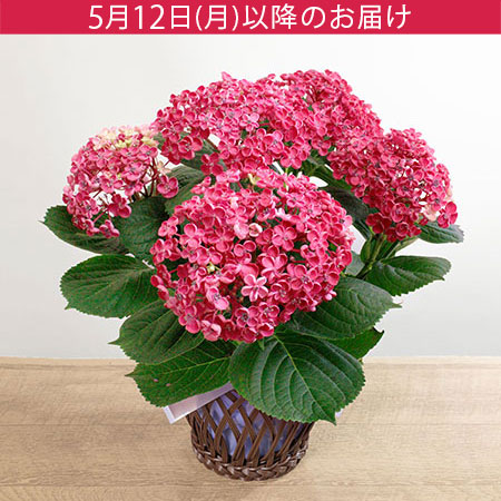 鉢植え「お多福紫陽花 華あられ」