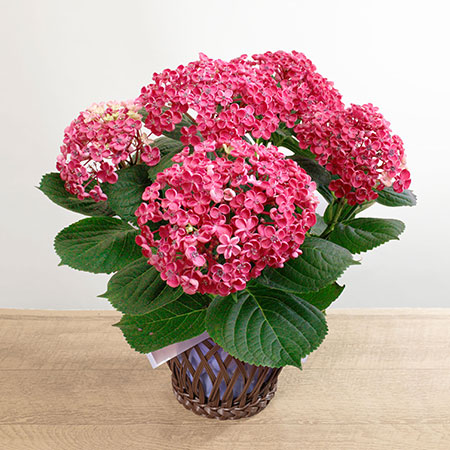 鉢植え「お多福紫陽花 華あられ」