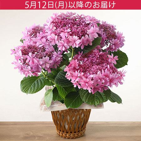 鉢植え「ブーケ咲きアジサイ 歌合せ」
