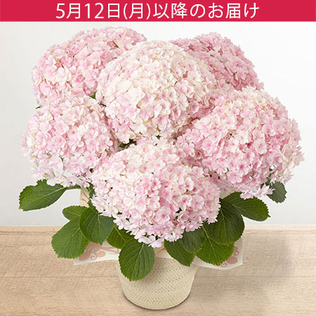 母の日 鉢植え「アジサイ ミルフィオリ」