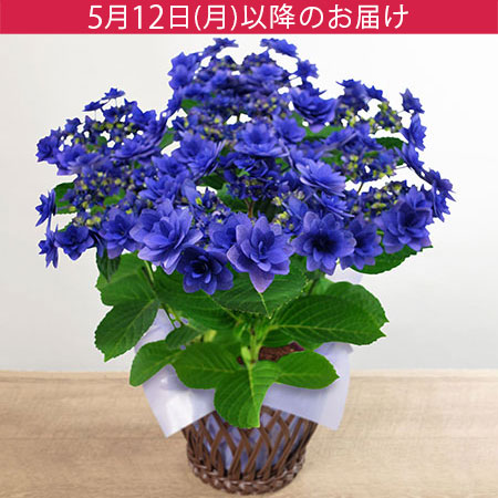 母の日　鉢植え「ブーケ咲きアジサイ　ヒミコ」