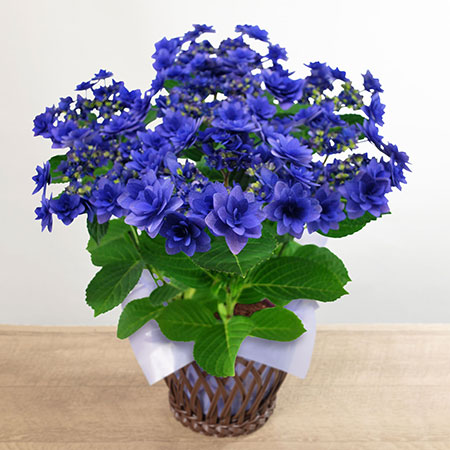 母の日　鉢植え「ブーケ咲きアジサイ　ヒミコ」
