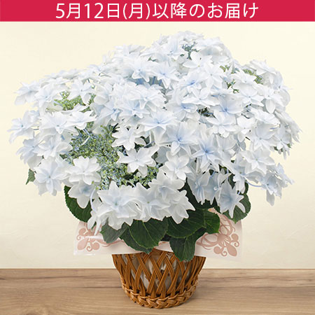 母の日　鉢植え「アジサイ 泉鳥」