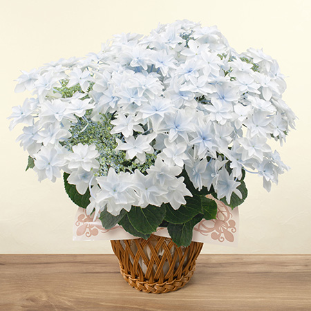 母の日　鉢植え「アジサイ 泉鳥」