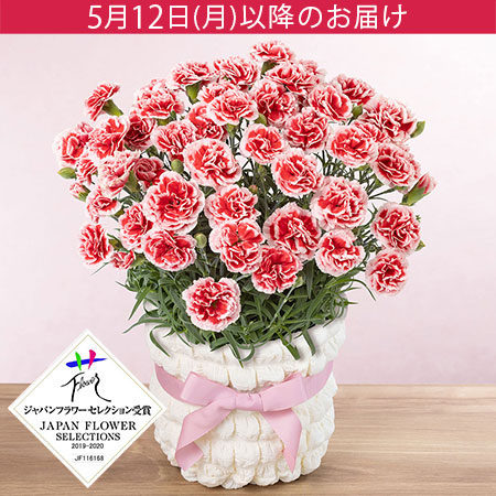母の日　鉢植え「カーネーション　いちごホイップ」