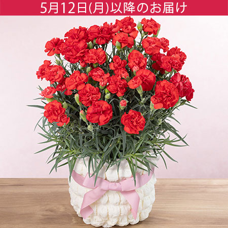 鉢植え「カーネーション レッド」