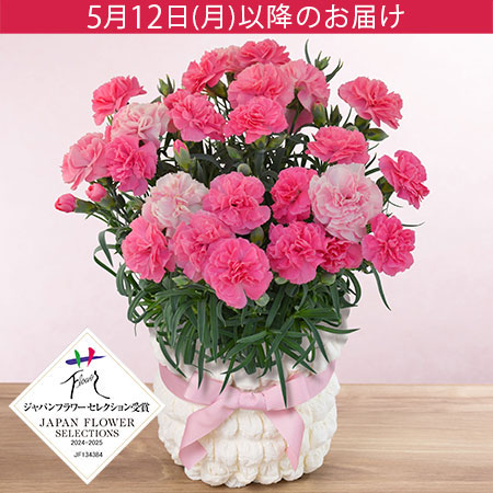 母の日 鉢植え「フレグランスカーネーション ひなあられ」