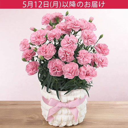 母の日　鉢植え「カーネーション　アプリシア」