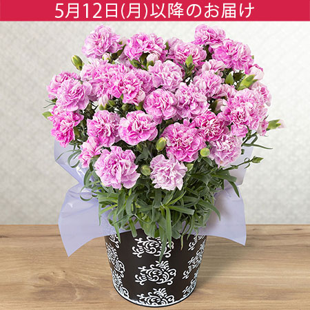 鉢植え「カーネーション ファンシーバイオレット」