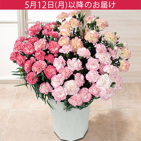 母の日　鉢植え「小久保さんのプレミアムカーネーション　パステルミックス」