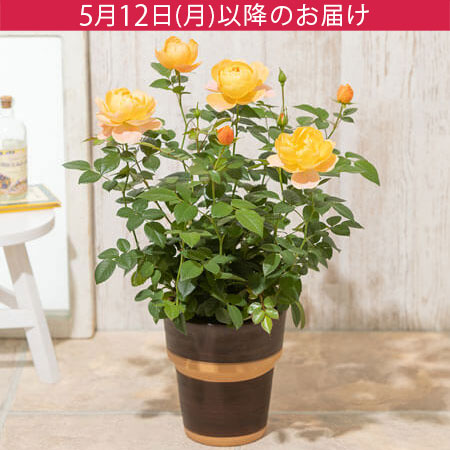 母の日　鉢植え「ミニバラ　ジューシーテラッツァ」