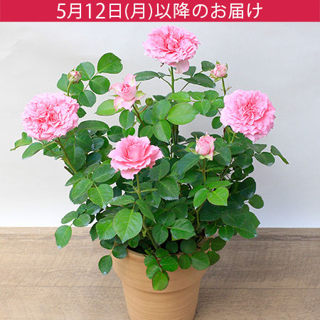 母の日　鉢植え「ミニバラ　スウィート ローラ」