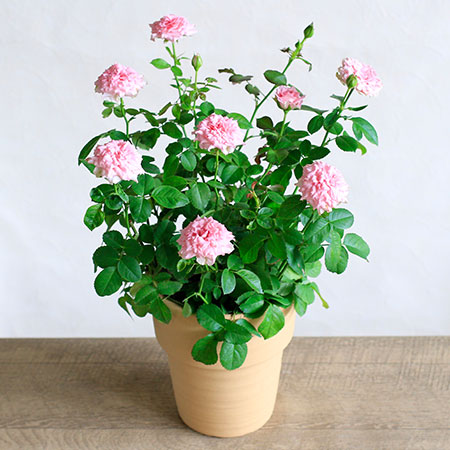 母の日　鉢植え「ミニバラ　スウィート ローラ」
