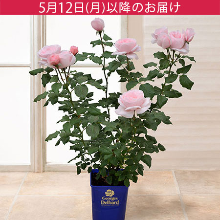 母の日　鉢植え「憧れのフレンチローズ　ナエマ」