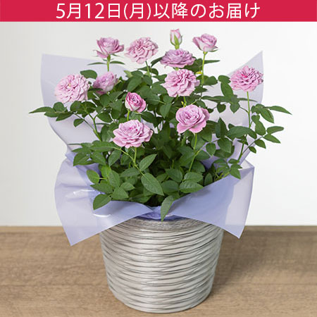 母の日　鉢植え「ミニバラ　インプールドブルー」