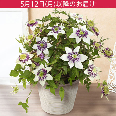 母の日　鉢植え「プレミアムクレマチス　ビエネッタ」
