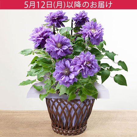 母の日　鉢植え「八重咲きクレマチス　キリテカナワ」