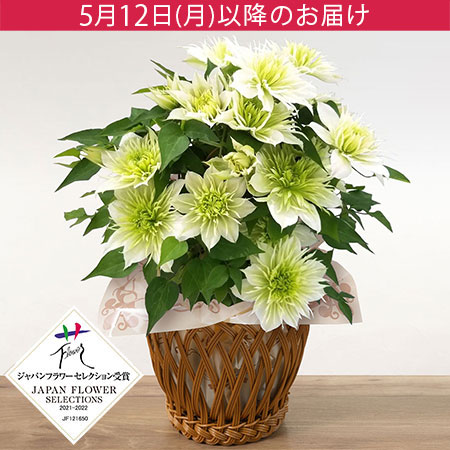 母の日　鉢植え「八重咲きクレマチス　華川」