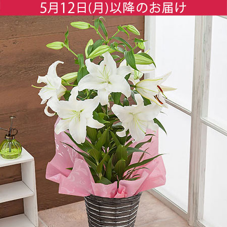 母の日　鉢植え「プレミアムリリー　カサブランカ　7号」