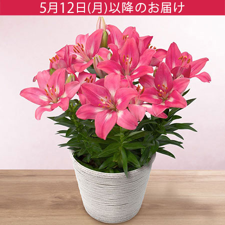 母の日　鉢植え「スカシユリ」