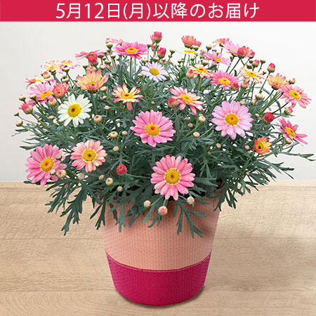 母の日 鉢植え「花色変わるマーガレット 苺ミルク」