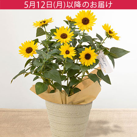 母の日　鉢植え「1000輪咲きヒマワリ　ソルシーカー」