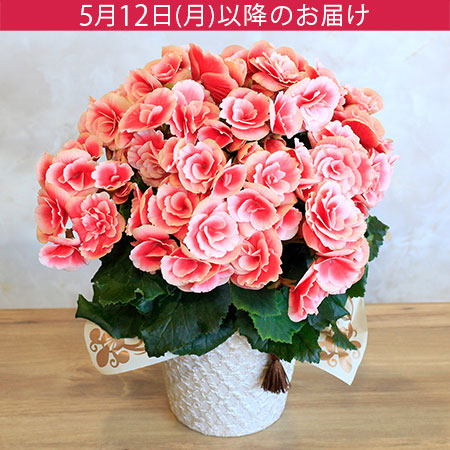 母の日　鉢植え「バラ咲きベゴニア　ボリアス」