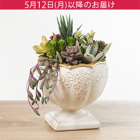 母の日　寄せ植え「Refresh Green～癒しの森～」