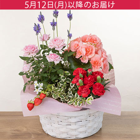 母の日　寄せ鉢「マムズ・バスケット」
