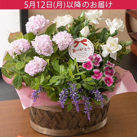 母の日　寄せ鉢「麗しの香り」