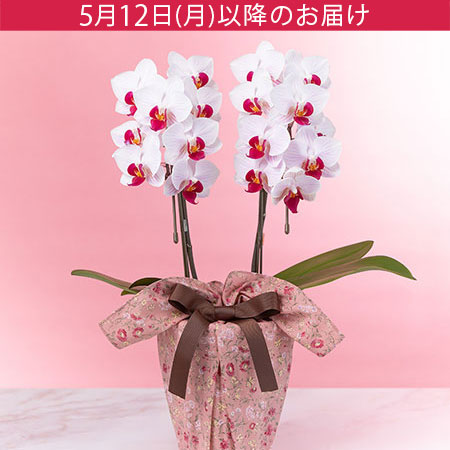 鉢植え「胡蝶蘭 リーベ 風呂敷包み」