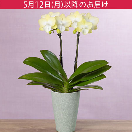 母の日　鉢植え「テーブル胡蝶蘭　ティンカーベル」