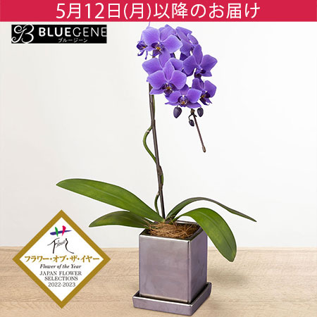 母の日　鉢植え「世界で初めての青色コチョウラン　BLUEGENE（R）」