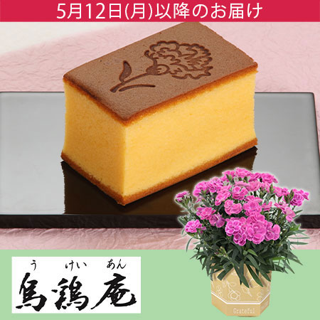 母の日　鉢植えセット「烏鶏庵 烏骨鶏かすていら母の日仕様」