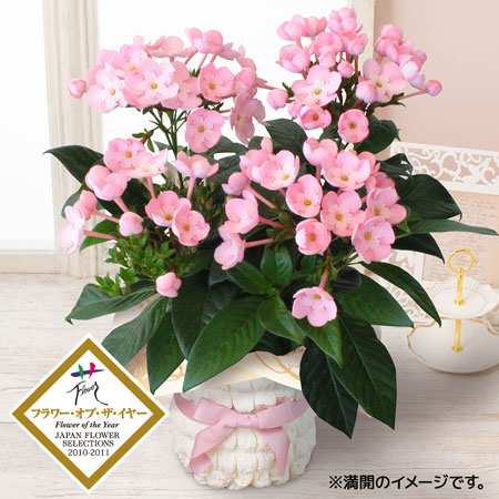敬老の日　鉢植え「天然アロマの贈り物　におい桜　ココ」