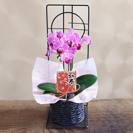 �������@���A���u�~�j�Ӓ����v