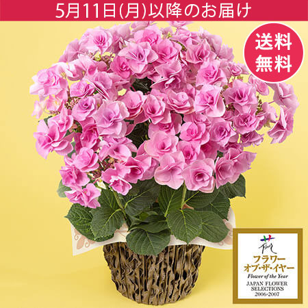母の日　鉢植え「アジサイ　フェアリーアイ」