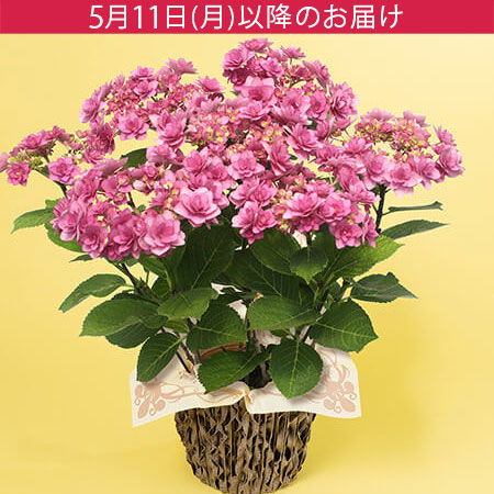 ��̓��@���A���u�u�[�P�炫�A�W�T�C�@�q�~�R�v