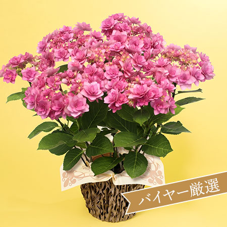 母の日　鉢植え「ブーケ咲きアジサイ　ヒミコ」
