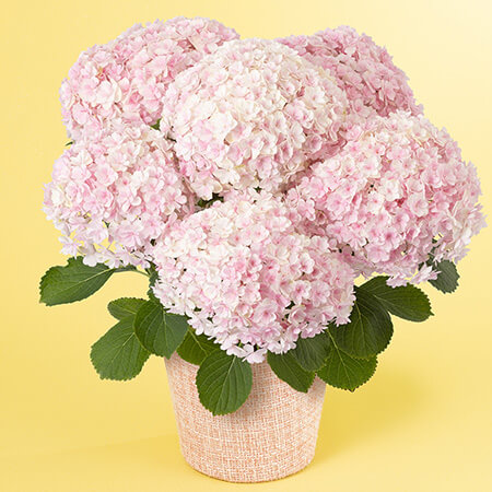 母の日　アレンジメント「Rainbow　Flower」